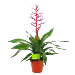 Aechmea Blue Rain - Kokerbromelia - P12 H55 - Roze-Paars - Kamerplant