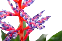 Aechmea Blue Rain - Kokerbromelia - P12 H55 - Roze-Paars - Kamerplant -Tuin & Buiten Korting Winkel aechmea blue rain kokerbromelia p12 h55 roze paars 6
