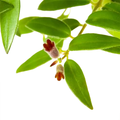 Aeschynanthus Caroline - Lipstickplant - In Hangpot - P15 H25 - Kamerplant -Tuin & Buiten Korting Winkel aeschynanthus caroline lipstickplant in hangpot p15 h25 6