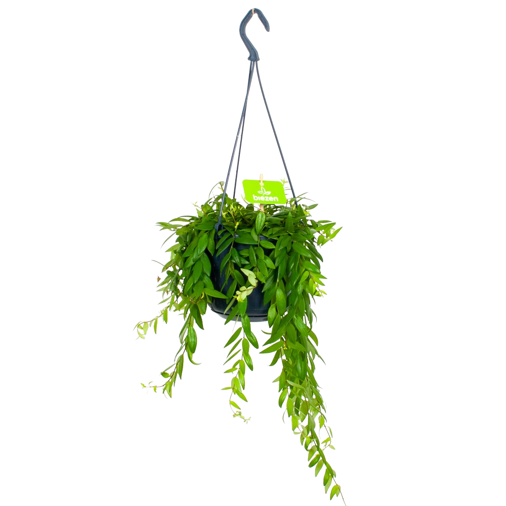 Aeschynanthus Japhrolepis - Lipstickplant - In Hangpot - P15 H20 - Kamerplant 3 Aeschynanthus Japhrolepis - Lipstickplant - In Hangpot - P15 H20 - Kamerplant
