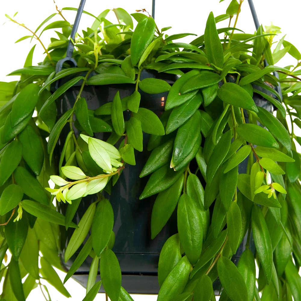 Aeschynanthus Japhrolepis - Lipstickplant - In Hangpot - P15 H20 - Kamerplant 4 Aeschynanthus Japhrolepis - Lipstickplant - In Hangpot - P15 H20 - Kamerplant - Afbeelding 2