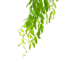 Aeschynanthus Japhrolepis - Lipstickplant - In Hangpot - P15 H20 - Kamerplant 8 Aeschynanthus Japhrolepis - Lipstickplant - In Hangpot - P15 H20 - Kamerplant -Tuin & Buiten Korting Winkel aeschynanthus japhrolepis lipstickplant in hangpot p15 6