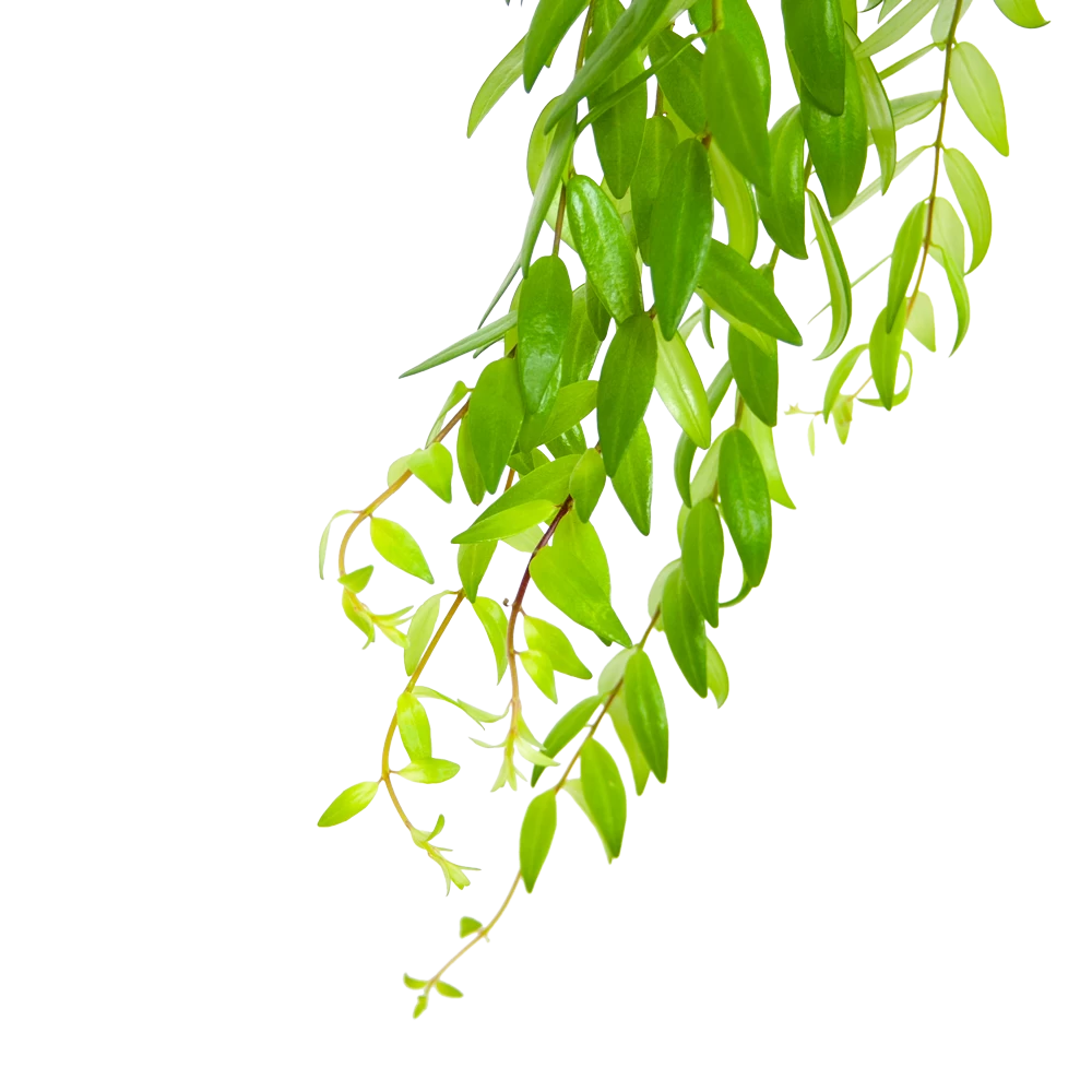 Aeschynanthus Japhrolepis - Lipstickplant - In Hangpot - P15 H20 - Kamerplant 5 Aeschynanthus Japhrolepis - Lipstickplant - In Hangpot - P15 H20 - Kamerplant - Afbeelding 3