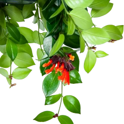 Aeschynanthus Monalisa - Lipstickplant - In Hangpot - P15 H20 - Kamerplant -Tuin & Buiten Korting Winkel aeschynanthus monalisa lipstickplant in hangpot p15 5