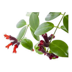 Aeschynanthus Monalisa - Lipstickplant - In Hangpot - P17 H40 - Kamerplant -Tuin & Buiten Korting Winkel aeschynanthus monalisa lipstickplant in hangpot p17 h40 6