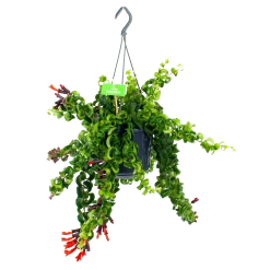 Aeschynanthus Rasta - Lipstickplant - In Hangpot - P15 H20 - Kamerplant