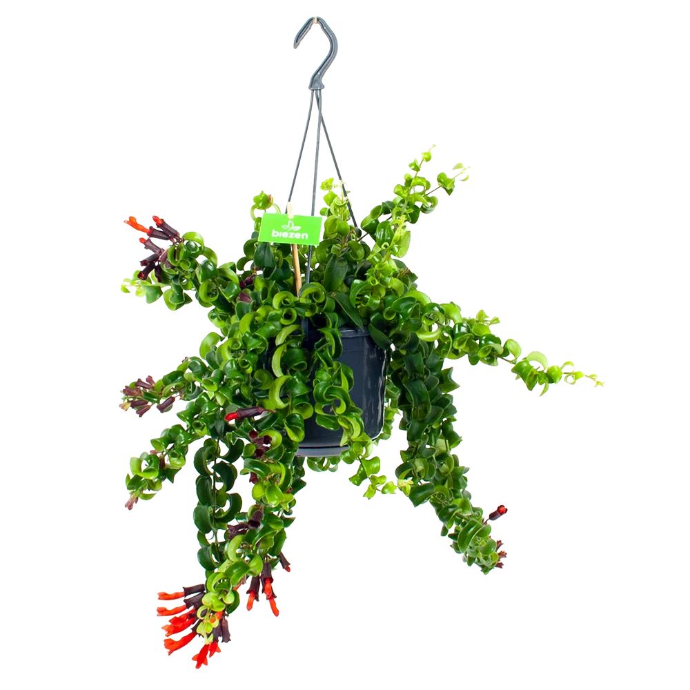 Aeschynanthus Rasta - Lipstickplant - In Hangpot - P15 H20 - Kamerplant 3 Aeschynanthus Rasta - Lipstickplant - In Hangpot - P15 H20 - Kamerplant