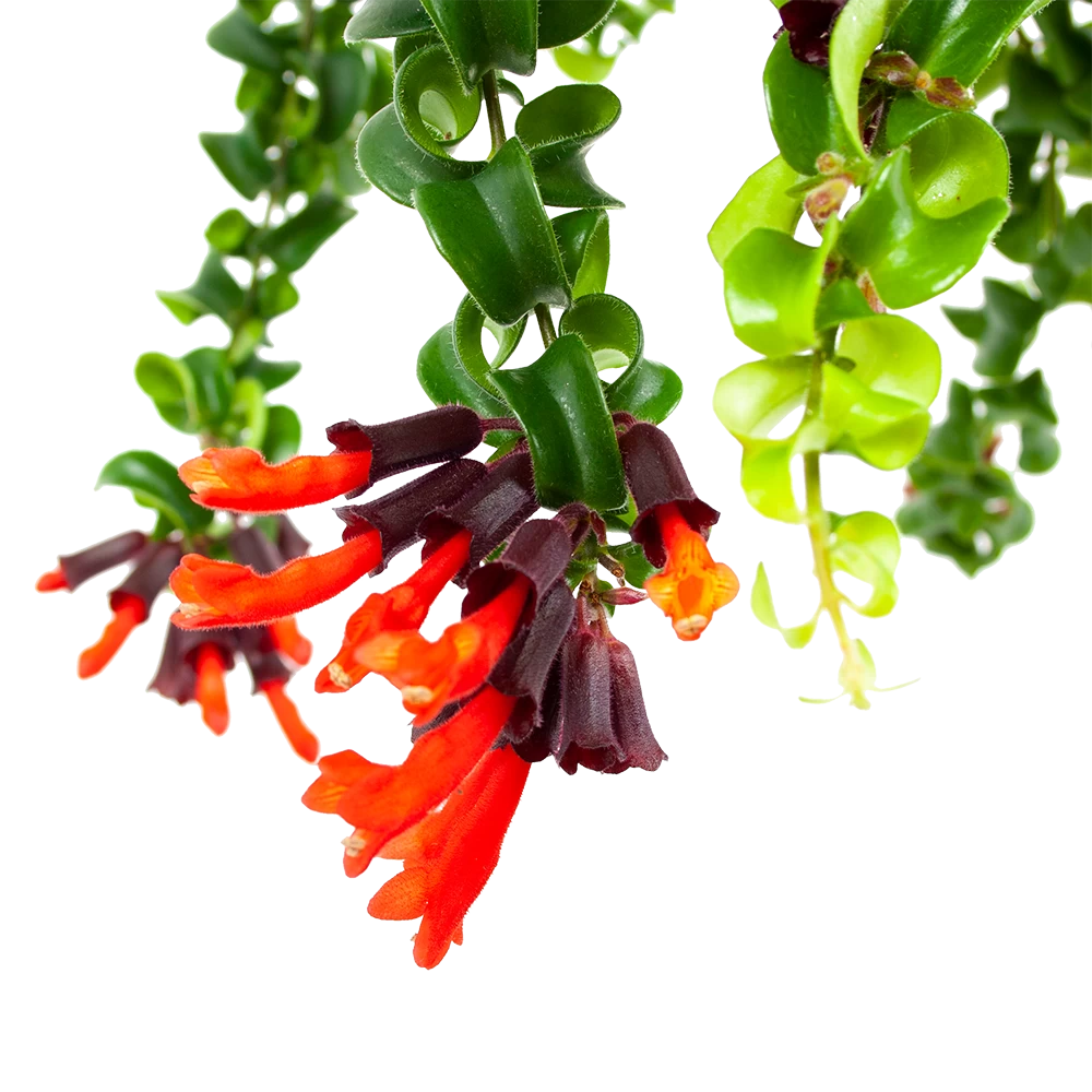 Aeschynanthus Rasta - Lipstickplant - In Hangpot - P15 H20 - Kamerplant 4 Aeschynanthus Rasta - Lipstickplant - In Hangpot - P15 H20 - Kamerplant - Afbeelding 2