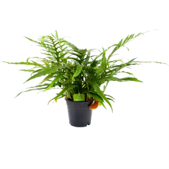 Aglaomorpha Jim - P17 H45 - Kamerplant