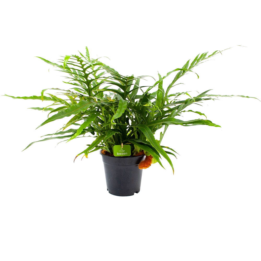 Aglaomorpha Jim - P17 H45 - Kamerplant 3 Aglaomorpha Jim - P17 H45 - Kamerplant