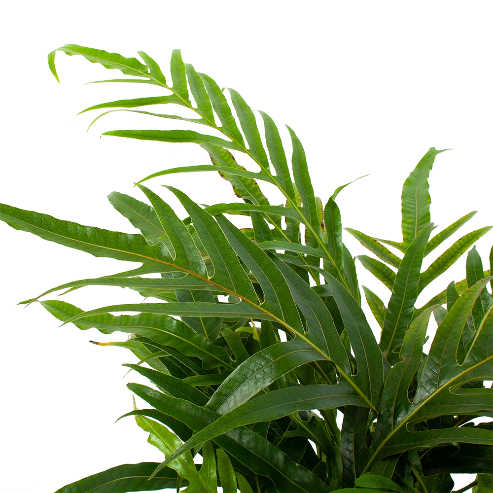 Aglaomorpha Jim - P17 H45 - Kamerplant 4 Aglaomorpha Jim - P17 H45 - Kamerplant - Afbeelding 2