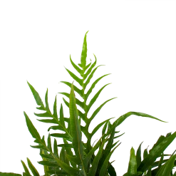 Aglaomorpha Jim - P17 H45 - Kamerplant 8 Aglaomorpha Jim - P17 H45 - Kamerplant -Tuin & Buiten Korting Winkel aglaomorpha jim p17 h45 3