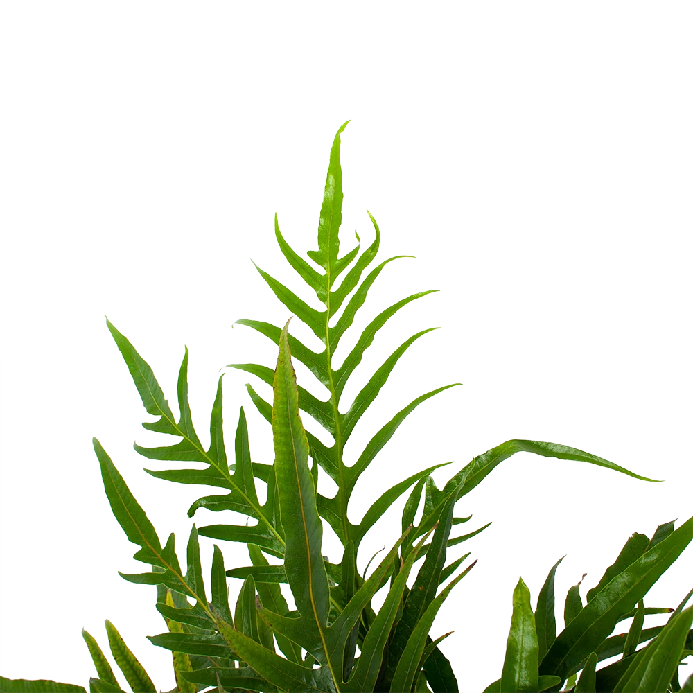 Aglaomorpha Jim - P17 H45 - Kamerplant 5 Aglaomorpha Jim - P17 H45 - Kamerplant - Afbeelding 3