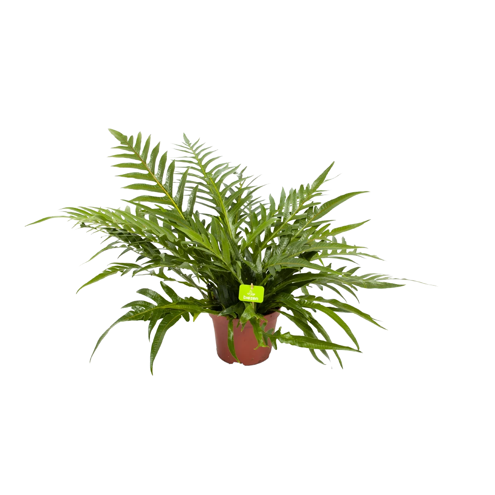 Aglaomorpha Jim - P19 H65 - Kamerplant 3 Aglaomorpha Jim - P19 H65 - Kamerplant