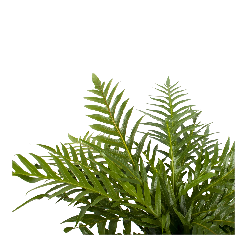 Aglaomorpha Jim - P19 H65 - Kamerplant 4 Aglaomorpha Jim - P19 H65 - Kamerplant - Afbeelding 2