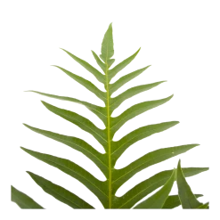 Aglaomorpha Jim - P19 H65 - Kamerplant 8 Aglaomorpha Jim - P19 H65 - Kamerplant -Tuin & Buiten Korting Winkel aglaomorpha jim p19 h65 3