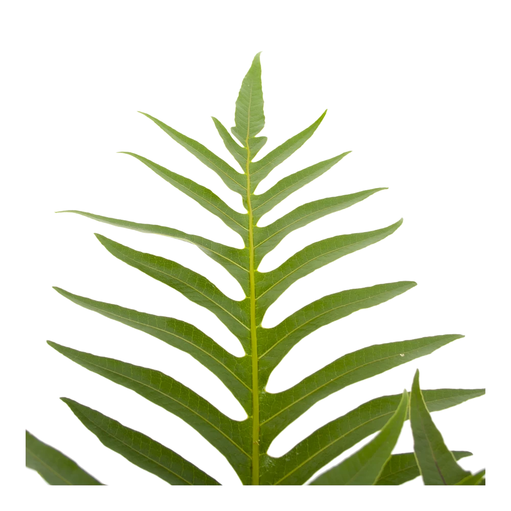 Aglaomorpha Jim - P19 H65 - Kamerplant 5 Aglaomorpha Jim - P19 H65 - Kamerplant - Afbeelding 3