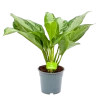 Aglaonema Freedman - P17 H60 - Kamerplant -Tuin & Buiten Korting Winkel aglaonema freedman p17 h60 1 1