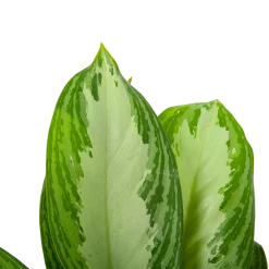 Aglaonema Freedman - P17 H60 - Kamerplant -Tuin & Buiten Korting Winkel aglaonema freedman p17 h60 6 1