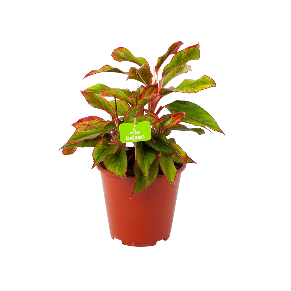 Aglaonema Light Star - P19 H35 - Kamerplant 3 Aglaonema Light Star - P19 H35 - Kamerplant