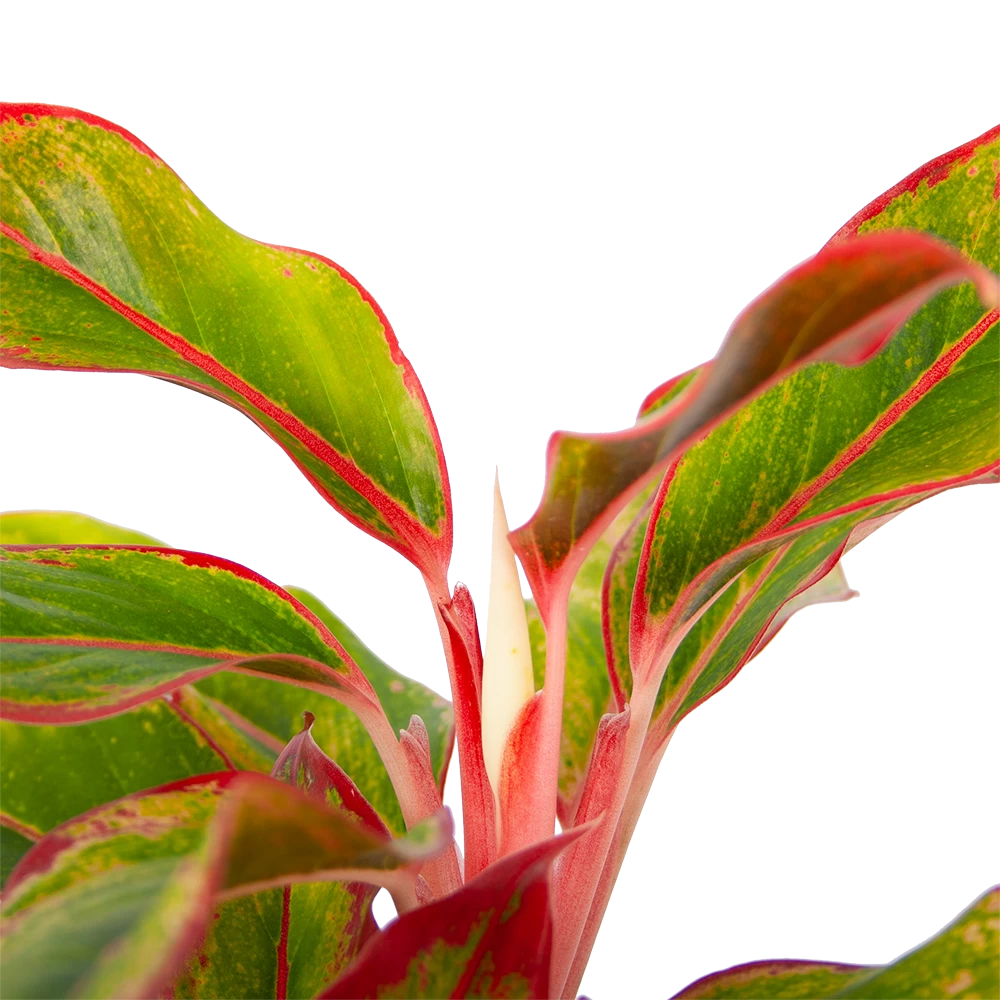 Aglaonema Light Star - P19 H35 - Kamerplant 5 Aglaonema Light Star - P19 H35 - Kamerplant - Afbeelding 3