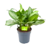 Aglaonema Silver Bay - P24 H60 - Kamerplant -Tuin & Buiten Korting Winkel aglaonema silver bay p24 h60 1 3