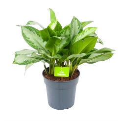 Aglaonema Silver Bay - P24 H60 - Kamerplant