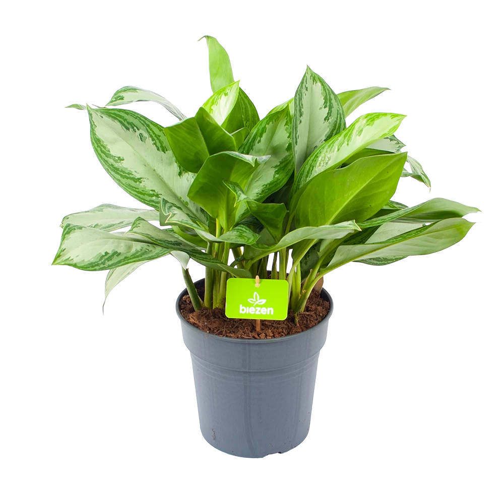 Aglaonema Silver Bay - P24 H60 - Kamerplant 3 Aglaonema Silver Bay - P24 H60 - Kamerplant