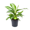 Aglaonema Silver Moon - P19 H50 - Kamerplant -Tuin & Buiten Korting Winkel aglaonema silver moon p19 h50 1 3