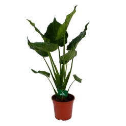 Alocasia Cucullata - Olifantsoor - P21 H90 - Kamerplant