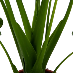 Alocasia Cucullata - Olifantsoor - P21 H90 - Kamerplant -Tuin & Buiten Korting Winkel alocasia cucullata olifantsoor p21 h90 4