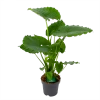 Alocasia Gageana California - Olifantsoor - P21 H85 - Kamerplant 1 Alocasia Gageana California - Olifantsoor - P21 H85 - Kamerplant -Tuin & Buiten Korting Winkel alocasia gageana california olifantsoor p21 h85 1 1