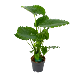 Alocasia Gageana California - Olifantsoor - P21 H85 - Kamerplant