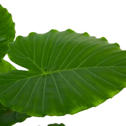 Alocasia Gageana California - Olifantsoor - P21 H85 - Kamerplant -Tuin & Buiten Korting Winkel alocasia gageana california olifantsoor p21 h85 6 1