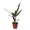 Alocasia Lauterbachiana - Olifantsoor - P19 H70 - Kamerplant