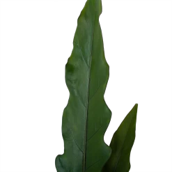Alocasia Lauterbachiana - Olifantsoor - P19 H70 - Kamerplant -Tuin & Buiten Korting Winkel alocasia lauterbachiana olifantsoor p19 h70 4