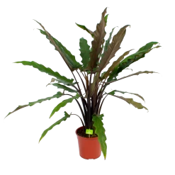 Alocasia Lauterbachiana - Olifantsoor - P27 H110 - Kamerplant