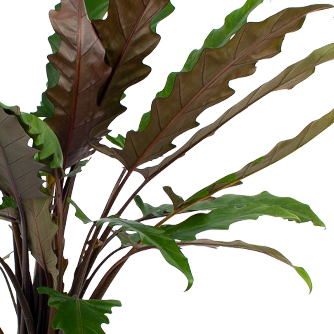 Alocasia Lauterbachiana - Olifantsoor - P27 H110 - Kamerplant 4 Alocasia Lauterbachiana - Olifantsoor - P27 H110 - Kamerplant - Afbeelding 2