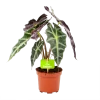 Alocasia Polly - Olifantsoor - P17 H50 - Kamerplant