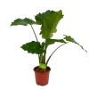 Alocasia Portodora - Olifantsoor - P21 H90 - Kamerplant -Tuin & Buiten Korting Winkel alocasia portodora olifantsoor p21 h90 1