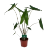 Alocasia Zebrina - Olifantsoor - P17 H60 - Kamerplant -Tuin & Buiten Korting Winkel alocasia zebrina olifantsoor p17 h60 1