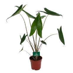 Alocasia Zebrina - Olifantsoor - P17 H60 - Kamerplant