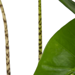 Alocasia Zebrina - Olifantsoor - P17 H60 - Kamerplant -Tuin & Buiten Korting Winkel alocasia zebrina olifantsoor p17 h60 4