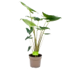 Alocasia Zebrina - Olifantsoor - P21 H70 - Kamerplant