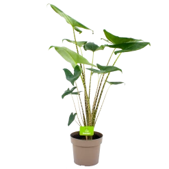Alocasia Zebrina - Olifantsoor - P21 H70 - Kamerplant
