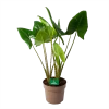Alocasia Zebrina - Olifantsoor - P24 H90 - Kamerplant