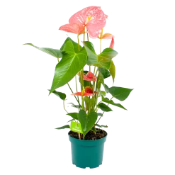 Anthurium Andreanum - Flamingoplant - P17 H70 Roze - Kamerplant