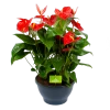 Anthurium Andreanum - Flamingoplant - P30 H80 Rood - Kamerplant