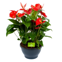 Anthurium Andreanum - Flamingoplant - P30 H80 Rood - Kamerplant