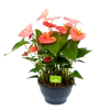 Anthurium Andreanum - Flamingoplant - P30 H80 Roze - Kamerplant -Tuin & Buiten Korting Winkel anthurium andreanum flamingoplant p30 h80 roze 1 1